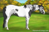 Horse Color:Black Ice Tobiano 