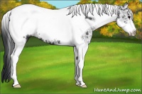 Horse Color:White Spotted Black Ice Tobiano Frame 