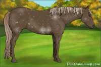 Horse Color:Chocolate Palomino 