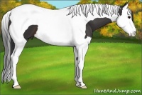 Horse Color:Brown Splash Tobiano 
