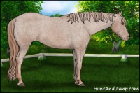 Horse Color:Chestnut Appaloosa 