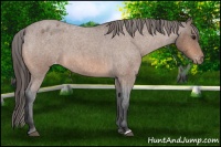 Horse Color:Bay Roan Appaloosa 