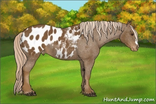 Horse Color: Chocolate Palomino Blanket 
