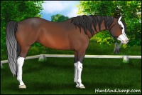 Horse Color:Bay Splash 