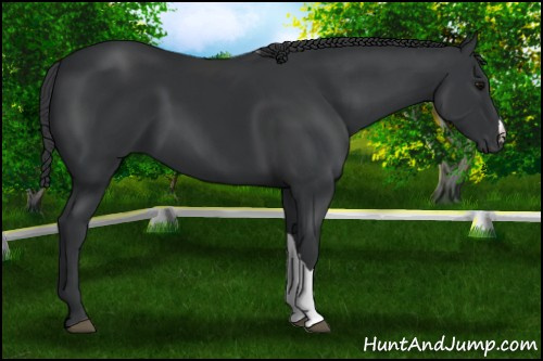 Horse Color: Black 