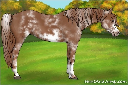 Horse Color:White Spotted Chestnut Frame