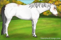 Horse Color:White Spotted Bay Frame 