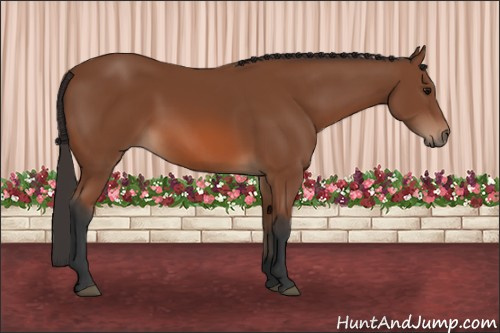 Horse Color: Bay 