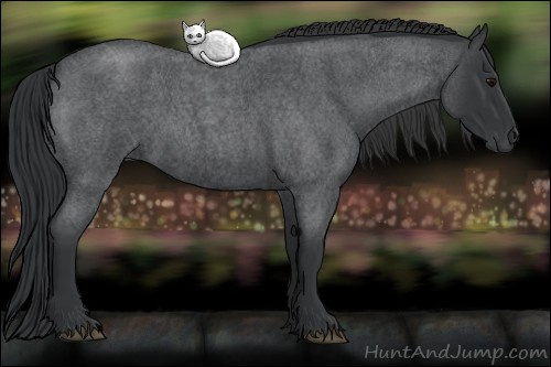 Horse Color: Blue Roan 