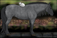 Horse Color:Blue Roan 