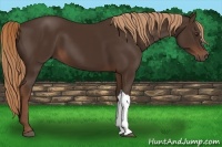 Horse Color:Liver Chestnut 
