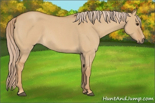 Horse Color:Red Dun Roan