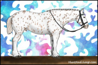 Horse Color:Red Roan Splash Appaloosa