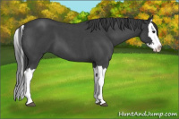 Horse Color:Blue Roan Splash 