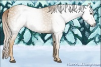 Horse Color:Gray Palomino