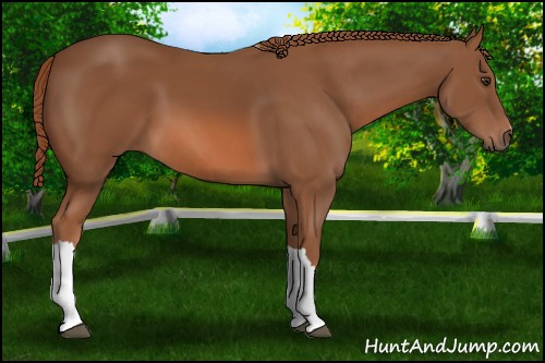 Horse Color: Chestnut 