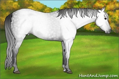 Horse Color:Gray Black 