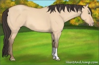 Horse Color:Amber Champagne Dun 