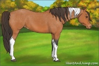 Horse Color:Bay Tobiano Varnish 