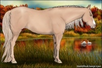 Horse Color:Gold Champagne 