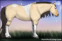 Horse Color:Buckskin Roan Dun Tobiano 