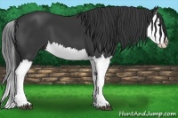 Horse Color:Black Splash 