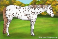 Horse Color:Liver Chestnut Tobiano Near Leopard 