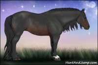 Horse Color:Brown Rabicano 