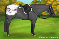 Horse Color:Brown Appaloosa 