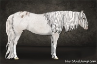 Horse Color:Silver Grullo Appaloosa 