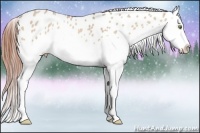 Horse Color:Amber Champagne Dun Splash Near Leopard 