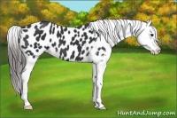 Horse Color:Black Near Leopard 