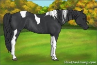 Horse Color:Black Tobiano Rabicano 