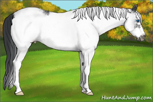 Horse Color: White Spotted Black Frame 