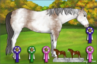 Horse Color:White Spotted Bay Dun