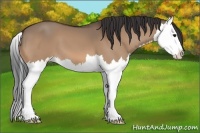Horse Color:Bay Dun Splash 