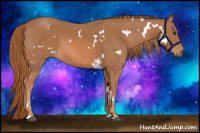 Horse Color:White Spotted Chestnut 