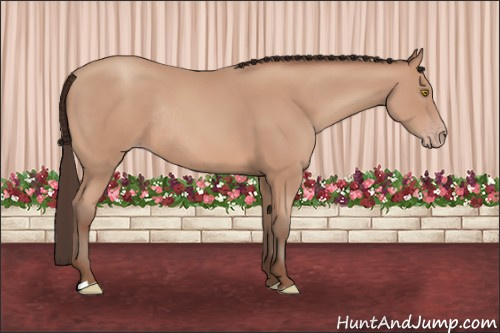 Horse Color: Amber Champagne Rabicano 