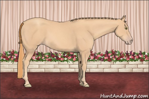 Horse Color: Gold Champagne Rabicano 