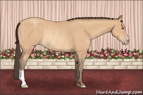 Horse Color: Amber Champagne Rabicano 
