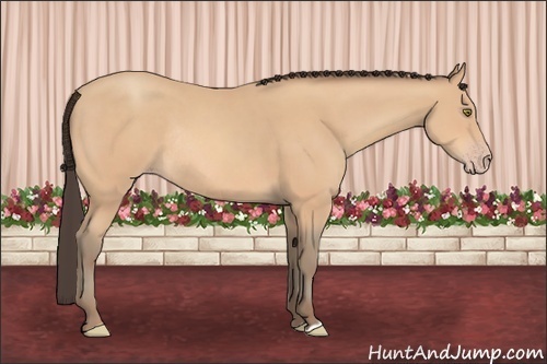 Horse Color: Amber Champagne Rabicano 