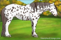 Horse Color:Liver Chestnut Appaloosa
