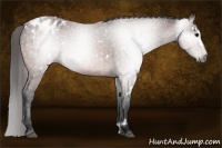 Horse Color:Gray White Spotted Bay Appaloosa 