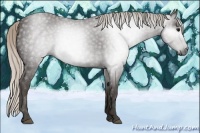 Horse Color:Gray Silver Black 