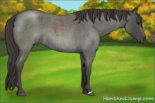 Horse Color: Smoky Blue Roan Rabicano 
