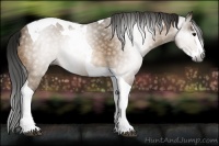 Horse Color:Gray Buckskin Splash Tobiano 