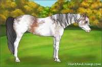 Horse Color:White Spotted Bay Varnish 