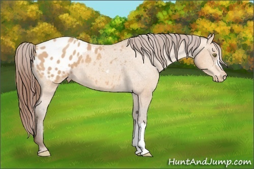 Horse Color:Amber Champagne Appaloosa