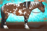 Horse Color:White Spotted Bay 