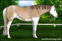Horse Color:Black Pearl Sabino Splash 